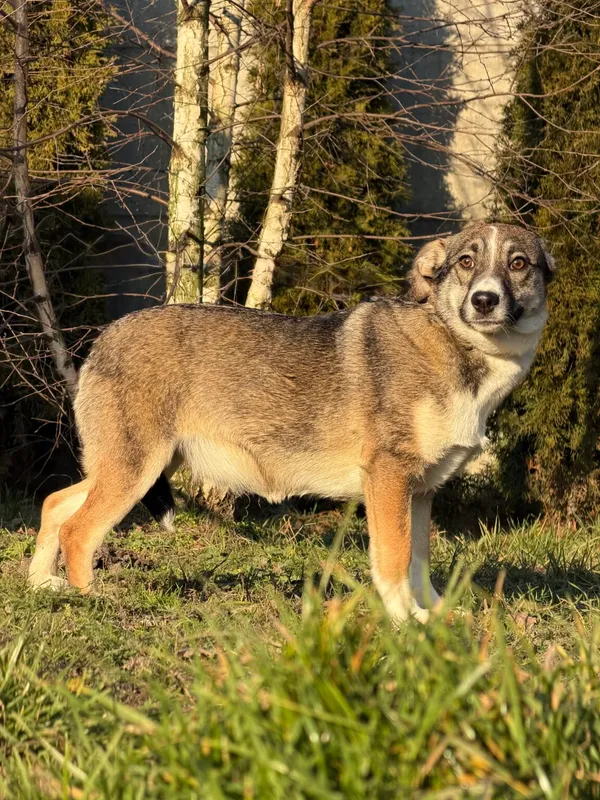 Pies do adopcji, Pieczyska, 26 grudnia 2025 (5/5)