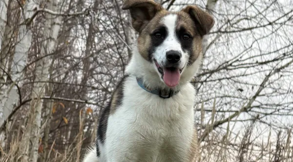 Pies do adopcji, Pieczyska, 26 grudnia 2025 (1/5)