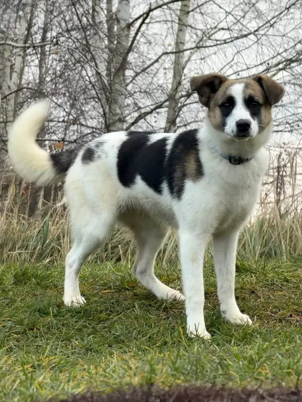 Pies do adopcji, Pieczyska, 26 grudnia 2025 (3/5)