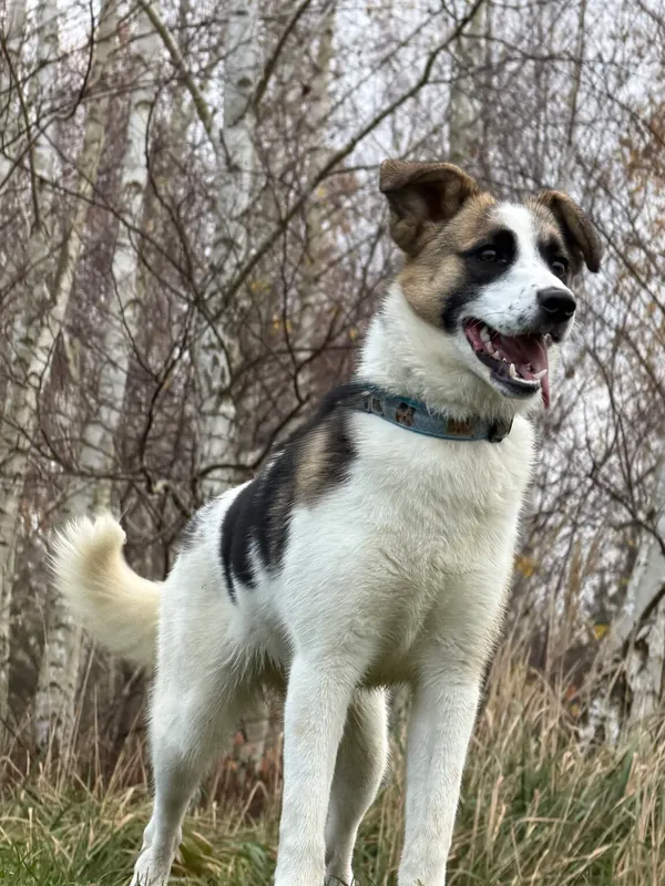 Pies do adopcji, Pieczyska, 26 grudnia 2025 (4/5)