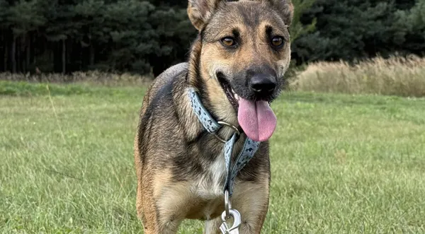 Pies do adopcji, Pieczyska, 26 grudnia 2025 (1/5)