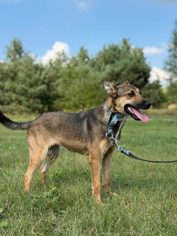 Pies do adopcji, Pieczyska, 26 grudnia 2025 (3/5)