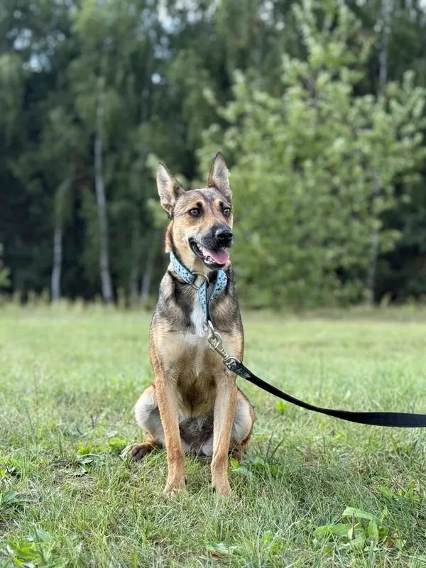 Pies do adopcji, Pieczyska, 26 grudnia 2025 (4/5)