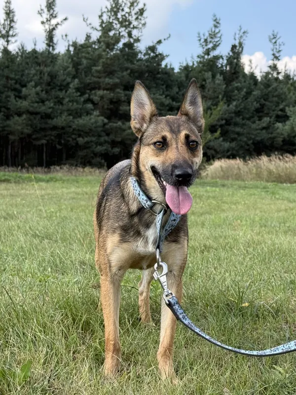 Pies do adopcji, Pieczyska, 26 grudnia 2025 (5/5)