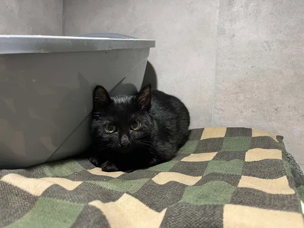 Znaleziono kota, Sosnowiec, 23 grudnia 2025