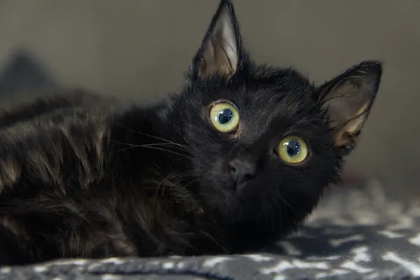 Znaleziono kota, Sosnowiec, 23 grudnia 2025 (2/3)