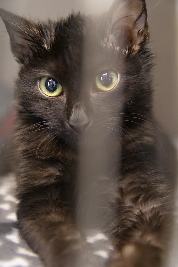 Znaleziono kota, Sosnowiec, 23 grudnia 2025 (3/3)