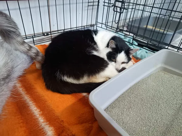 Znaleziono kota, Sosnowiec, 24 grudnia 2025