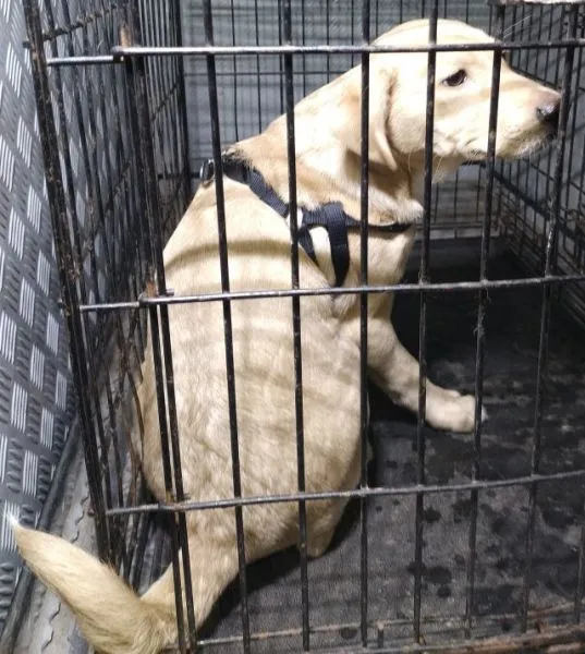 Znaleziono psa, Radom, 24 grudnia 2025