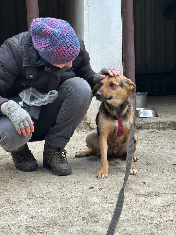 Pies do adopcji, Milanówek, 26 grudnia 2025 (3/4)