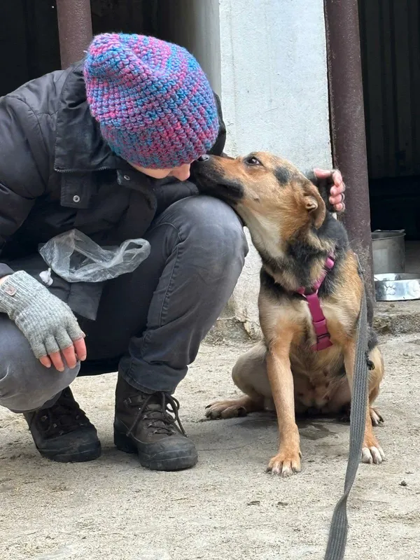 Pies do adopcji, Milanówek, 1 stycznia 2026 (2/4)