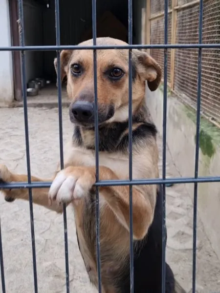 Pies do adopcji, Milanówek, 1 stycznia 2026 (4/4)