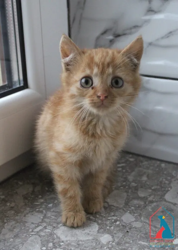 Kot do adopcji, Grudziądz, 11 listopada 2025