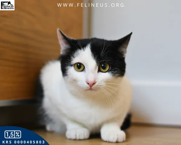 Kot do adopcji, Kielnarowa, 27 grudnia 2025 (1/5)