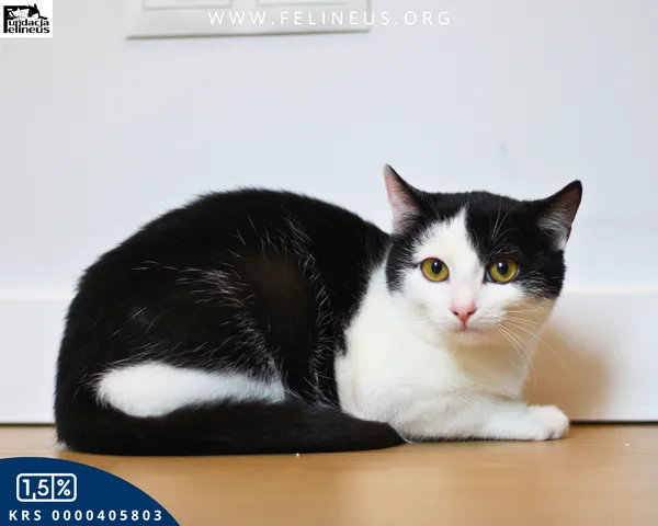 Kot do adopcji, Kielnarowa, 27 grudnia 2025 (3/5)