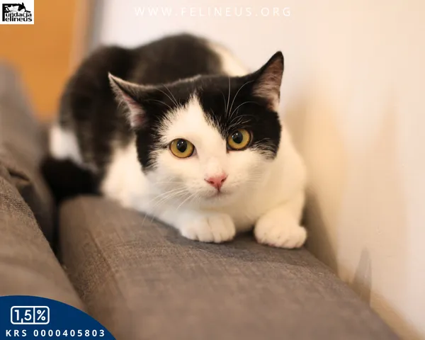 Kot do adopcji, Kielnarowa, 27 grudnia 2025 (4/5)