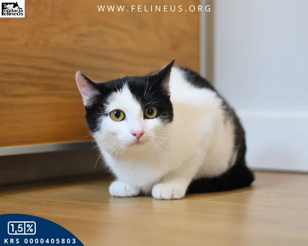 Kot do adopcji, Kielnarowa, 27 grudnia 2025 (5/5)