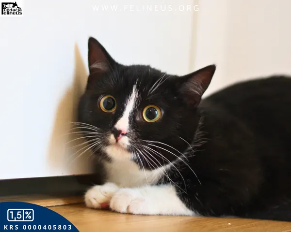 Kot do adopcji, Kielnarowa, 27 grudnia 2025 (1/4)