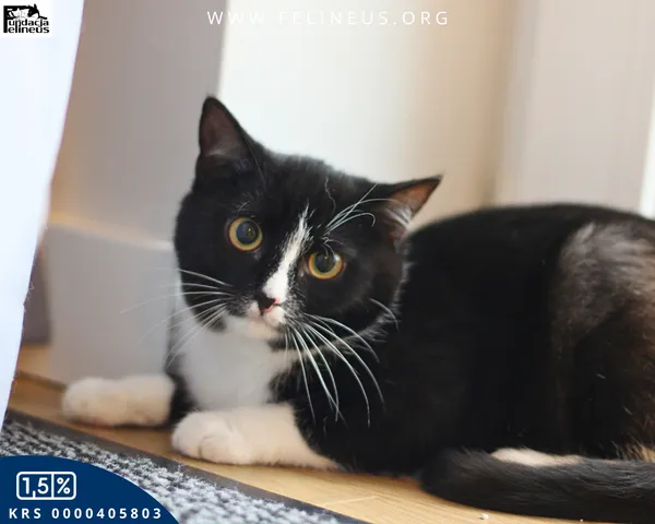 Kot do adopcji, Kielnarowa, 27 grudnia 2025 (3/4)