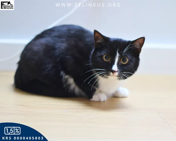 Kot do adopcji, Kielnarowa, 27 grudnia 2025 (4/4)