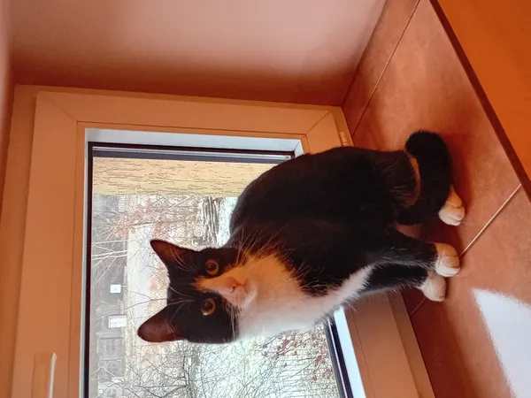 Znaleziono kota, Łódź, 26 grudnia 2025