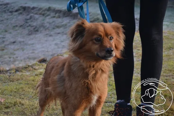 Pies do adopcji, Chełmek, 28 listopada 2025