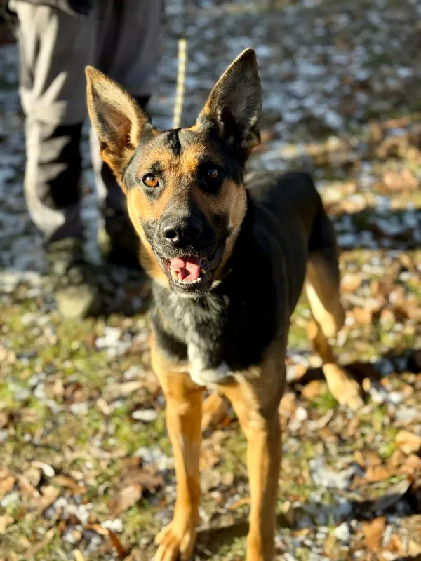 Pies do adopcji, Jelenia Góra, 5 grudnia 2025 (2/3)