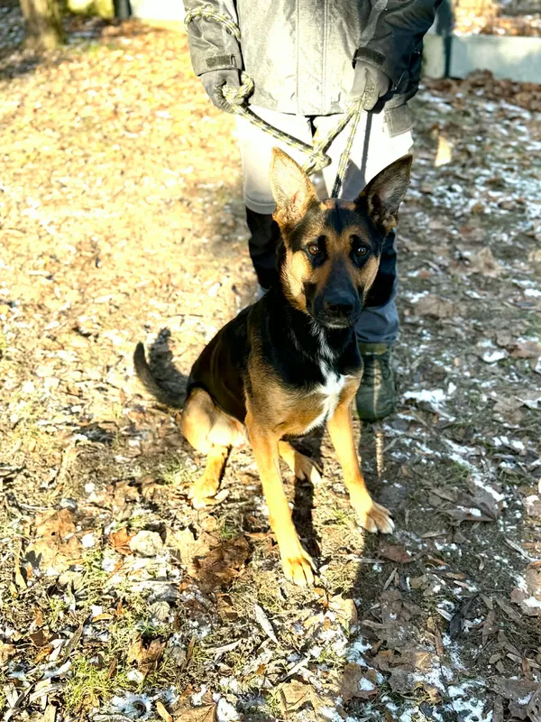 Pies do adopcji, Jelenia Góra, 5 grudnia 2025 (3/3)