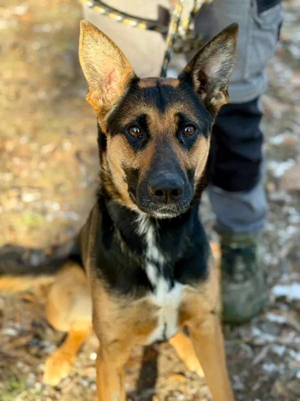 Pies do adopcji, Jelenia Góra, 5 grudnia 2025 (1/3)