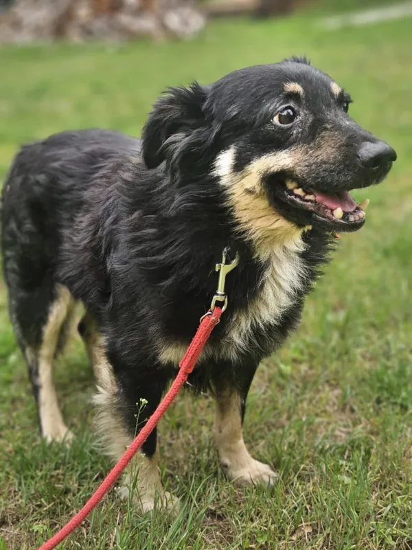 Pies do adopcji, Zgierz, 27 grudnia 2025 (1/5)