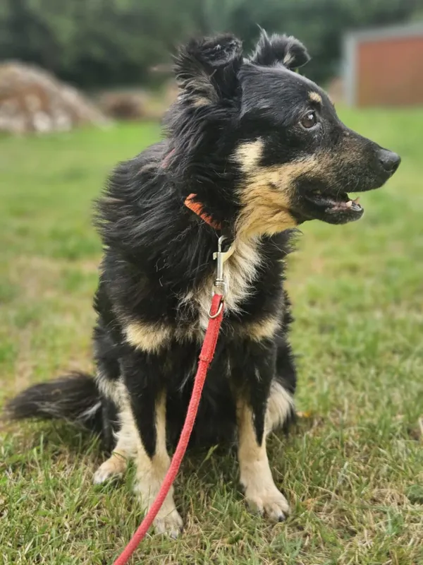 Pies do adopcji, Zgierz, 27 grudnia 2025 (4/5)