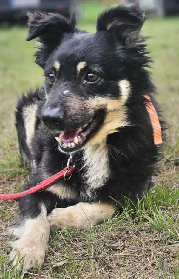 Pies do adopcji, Zgierz, 27 grudnia 2025 (5/5)