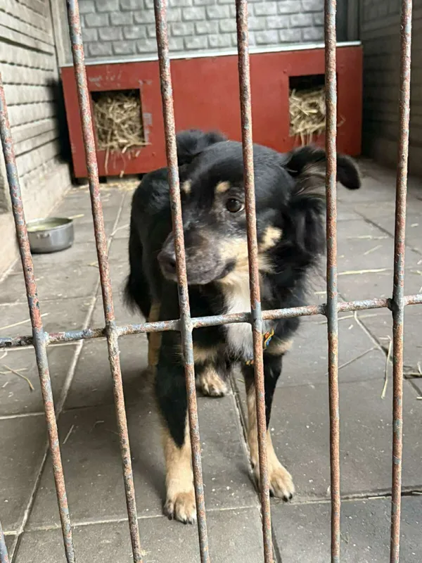 Pies do adopcji, Zgierz, 27 grudnia 2025 (1/5)