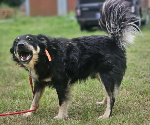 Pies do adopcji, Zgierz, 27 grudnia 2025 (3/5)