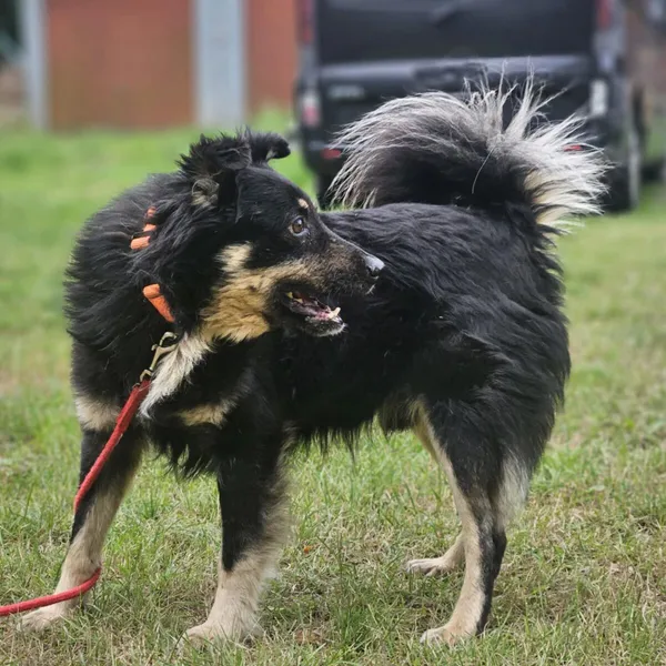 Pies do adopcji, Zgierz, 27 grudnia 2025 (2/5)