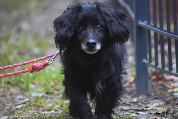 Znaleziono psa, Toruń, 24 listopada 2025