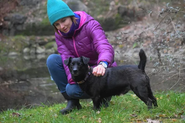 Znaleziono psa, Toruń, 29 listopada 2025