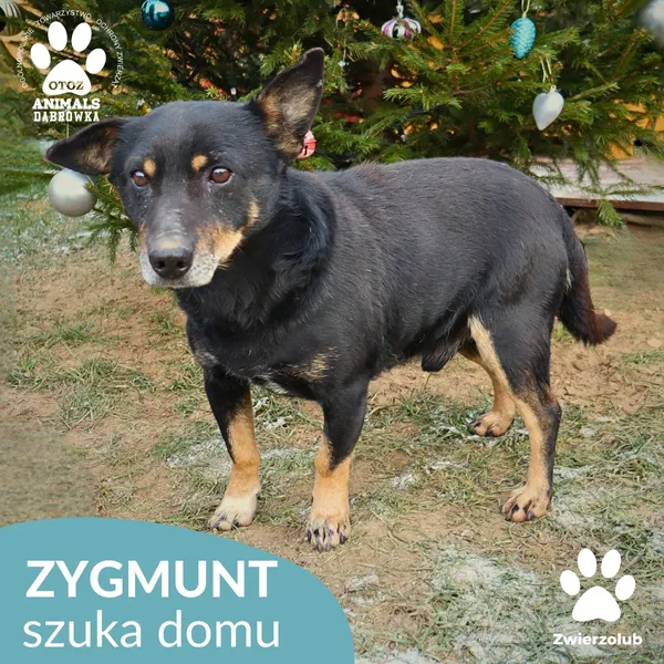 Pies do adopcji, Dąbrówka, 27 grudnia 2025 (1/2)