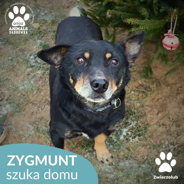 Pies do adopcji, Dąbrówka, 27 grudnia 2025 (2/2)