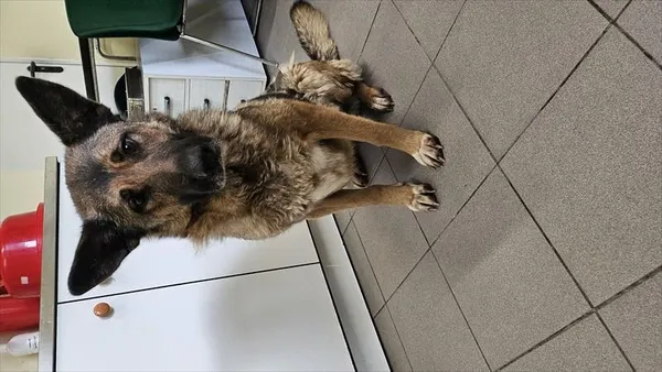 Znaleziono psa, Choszczno, 21 grudnia 2025