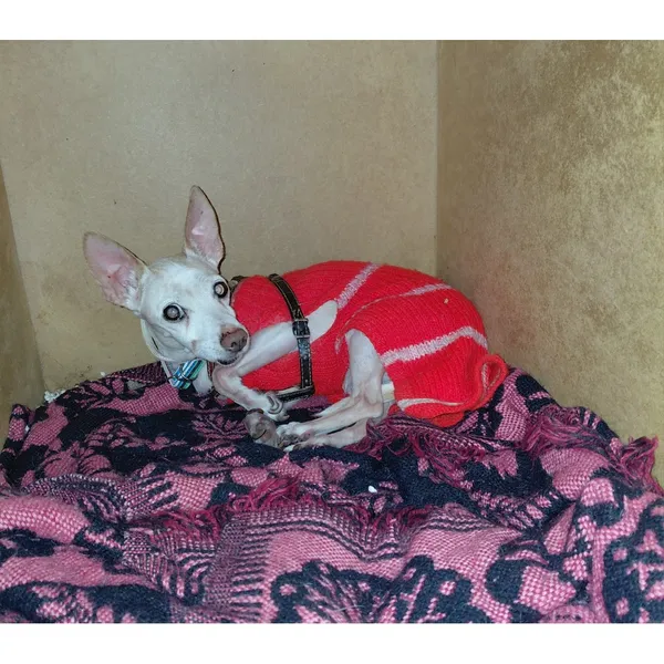 Znaleziono psa, Białystok, 1 listopada 2025