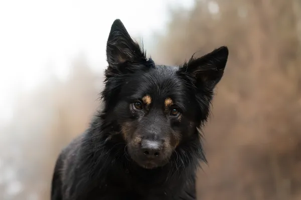 Pies do adopcji, Nowodwór, 27 grudnia 2025 (1/5)