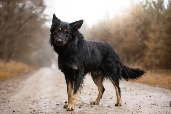 Pies do adopcji, Nowodwór, 27 grudnia 2025 (2/5)