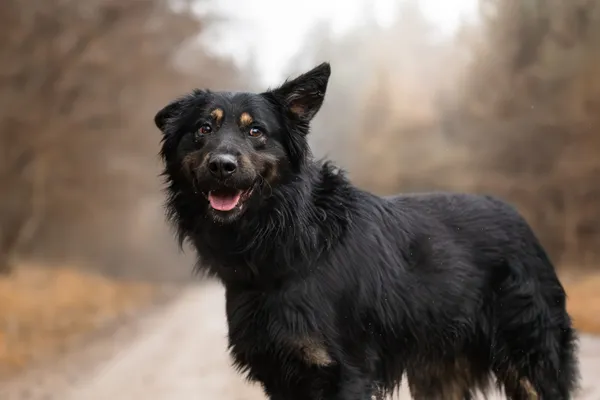 Pies do adopcji, Nowodwór, 27 grudnia 2025 (3/5)