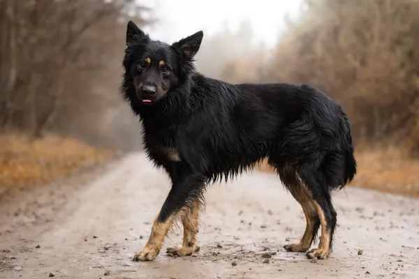 Pies do adopcji, Nowodwór, 27 grudnia 2025 (5/5)