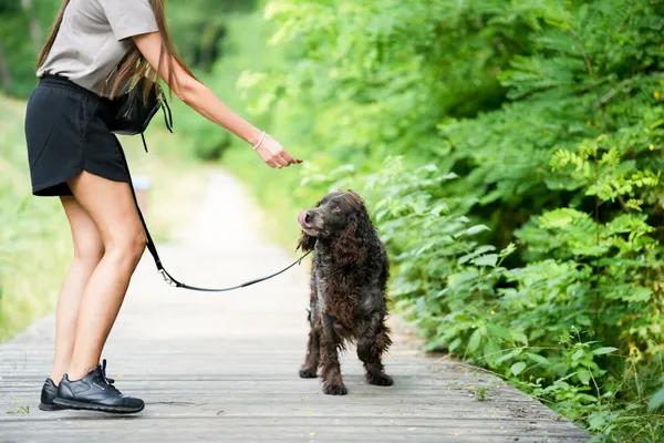 Pies do adopcji, Sosnowiec, 4 czerwca 2025 (5/5)