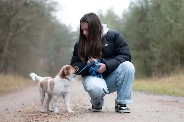 Pies do adopcji, Nowodwór, 27 grudnia 2025 (1/5)