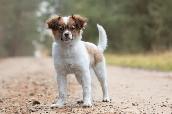 Pies do adopcji, Nowodwór, 27 grudnia 2025 (4/5)