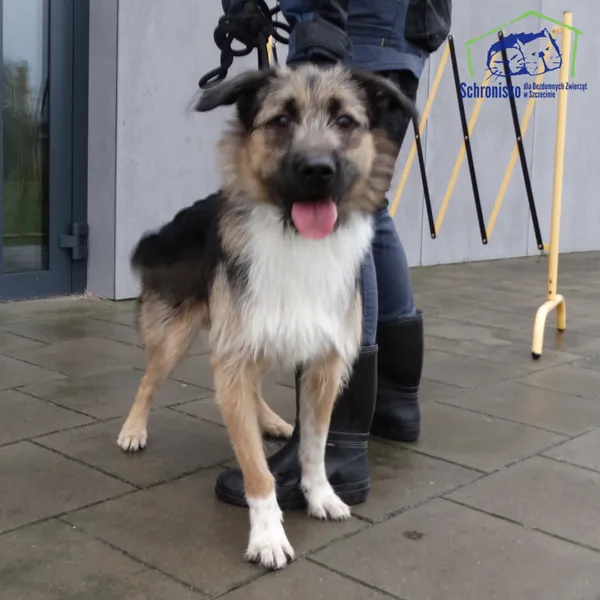 Znaleziono psa, Szczecin, 27 grudnia 2025 (1/2)