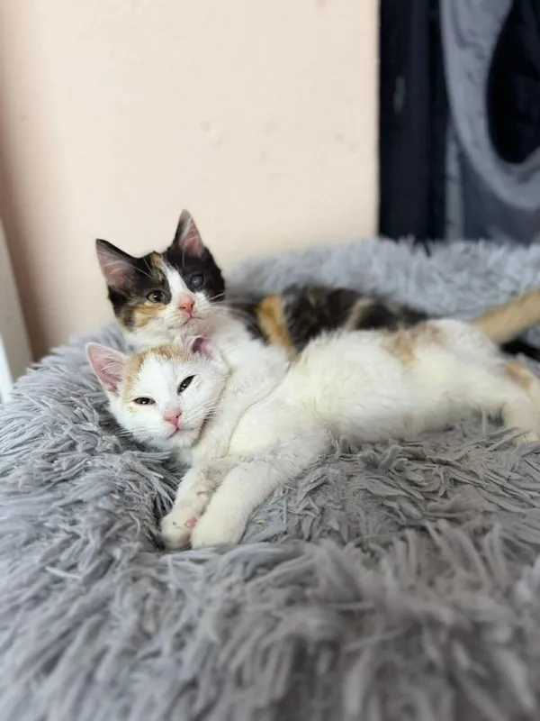 Kot do adopcji, Głowno, 27 grudnia 2025 (1/5)